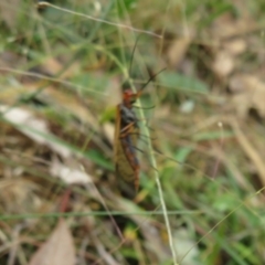 Chorista australis at Hall, ACT - 3 Apr 2022 11:39 AM