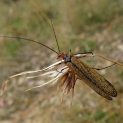 Chorista australis at Hall, ACT - 3 Apr 2022 11:39 AM