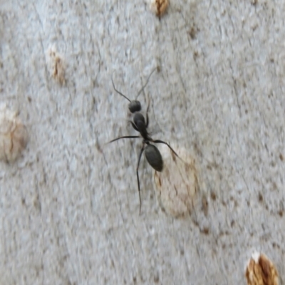 Camponotus sp. (genus) (A sugar ant) at Hall, ACT - 3 Apr 2022 by Christine