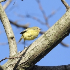 Acanthiza nana (Yellow Thornbill) at Burradoo - 3 Apr 2022 by GlossyGal