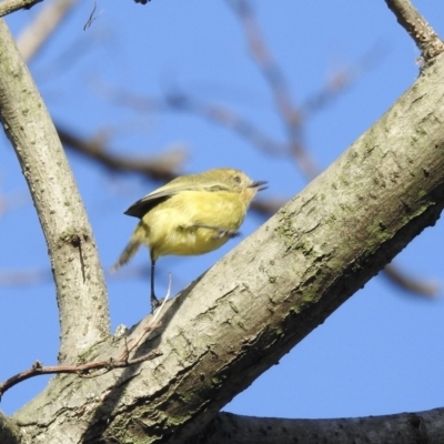 Acanthiza nana (Yellow Thornbill) at Burradoo - 3 Apr 2022 by GlossyGal