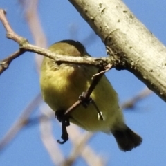 Acanthiza nana at Burradoo, NSW - 3 Apr 2022