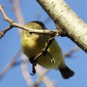 Acanthiza nana at Burradoo, NSW - 3 Apr 2022