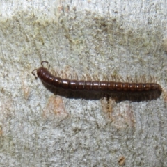 Paradoxosomatidae sp. (family) (Millipede) at Hall, ACT - 3 Apr 2022 by Christine