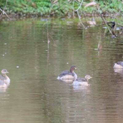 Tachybaptus novaehollandiae (Australasian Grebe) at Thurgoona, NSW - 3 Apr 2022 by KylieWaldon