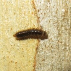 Dermestidae sp. (family) (Dermestid, carpet or hide beetles) at Hall, ACT - 3 Apr 2022 by Christine
