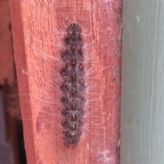 Leptocneria reducta at Flynn, ACT - 3 Apr 2022