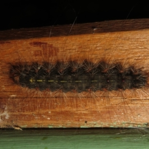 Leptocneria reducta at Flynn, ACT - 3 Apr 2022