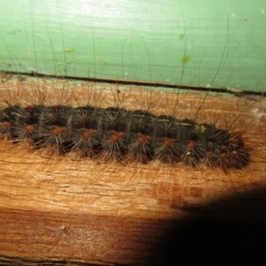 Leptocneria reducta at Flynn, ACT - 3 Apr 2022 02:19 PM