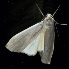 Palaeosia (genus) at Ainslie, ACT - 31 Mar 2022 by jb2602