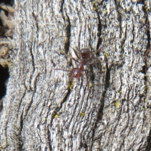 Papyrius nitidus at Hall, ACT - suppressed