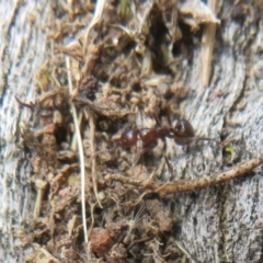 Papyrius nitidus at Hall, ACT - suppressed