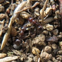 Papyrius nitidus at Hall, ACT - suppressed