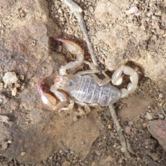 Urodacus manicatus (Black Rock Scorpion) at Hall, ACT - 3 Apr 2022 by Christine