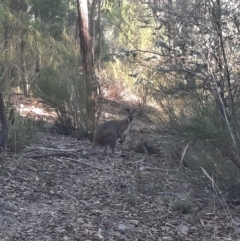 Notamacropus rufogriseus (Red-necked Wallaby) at Ginninderry Conservation Corridor - 21 Mar 2022 by ArianaS