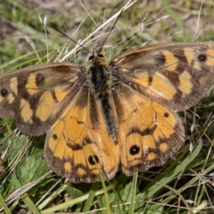 Heteronympha penelope (Shouldered Brown) at Mount Clear, ACT - 29 Mar 2022 by SWishart