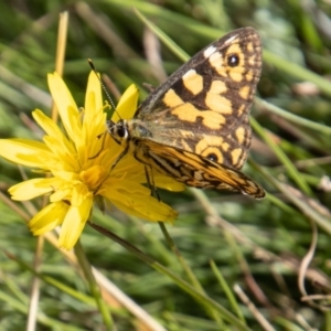 Oreixenica lathoniella at Mount Clear, ACT - 29 Mar 2022