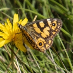 Oreixenica lathoniella at Mount Clear, ACT - 29 Mar 2022 11:14 AM