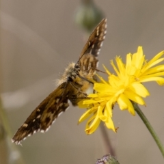 Anisynta dominula (Two-brand grass-skipper) at Mount Clear, ACT - 29 Mar 2022 by SWishart