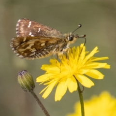 Atkinsia dominula at Mount Clear, ACT - suppressed