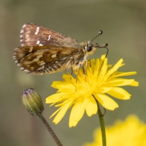 Atkinsia dominula at Mount Clear, ACT - suppressed