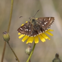 Atkinsia dominula at Mount Clear, ACT - suppressed