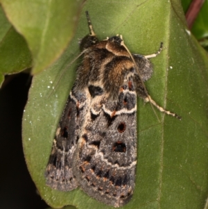 Proteuxoa sanguinipuncta at Melba, ACT - 10 Feb 2022 11:48 PM