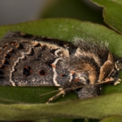 Proteuxoa sanguinipuncta at Melba, ACT - 10 Feb 2022