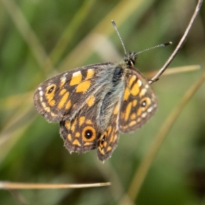 Oreixenica latialis at Mount Clear, ACT - 29 Mar 2022