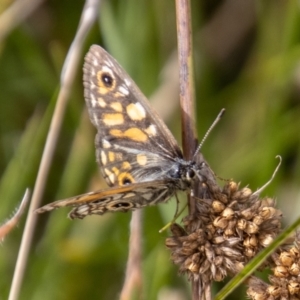 Oreixenica latialis at Mount Clear, ACT - suppressed