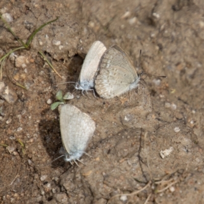 Zizina otis (Common Grass-Blue) at Mount Clear, ACT - 29 Mar 2022 by SWishart