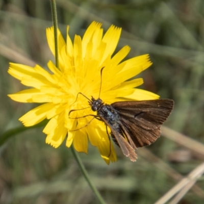 Atkinsia dominula (Two-brand grass-skipper) at Mount Clear, ACT - 29 Mar 2022 by SWishart