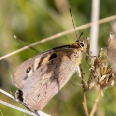 Heteronympha penelope (Shouldered Brown) at Mount Clear, ACT - 29 Mar 2022 by SWishart