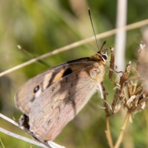 Heteronympha penelope at Mount Clear, ACT - 29 Mar 2022