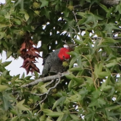 Callocephalon fimbriatum (Gang-gang Cockatoo) at Hughes, ACT - 3 Apr 2022 by LisaH