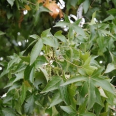 Callocephalon fimbriatum at Hughes, ACT - suppressed