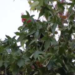 Callocephalon fimbriatum at Hughes, ACT - 3 Apr 2022