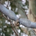Callocephalon fimbriatum at Hughes, ACT - 3 Apr 2022
