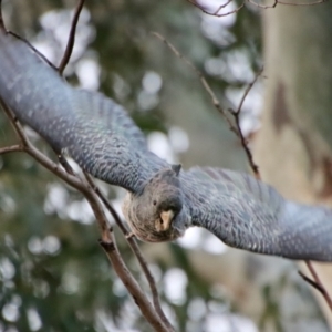 Callocephalon fimbriatum at Hughes, ACT - 3 Apr 2022