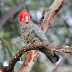 Callocephalon fimbriatum at Hughes, ACT - 3 Apr 2022