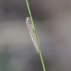 Gelechioidea (superfamily) (Unidentified Gelechioid moth) at Hughes Grassy Woodland - 3 Apr 2022 by LisaH