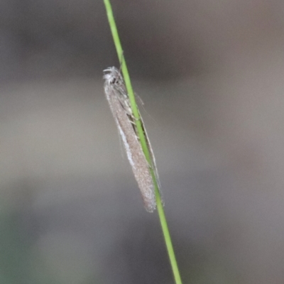 Gelechioidea (superfamily) (Unidentified Gelechioid moth) at Red Hill to Yarralumla Creek - 3 Apr 2022 by LisaH