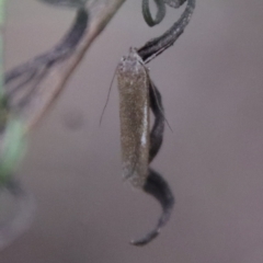 Gelechioidea (superfamily) at Hughes, ACT - 3 Apr 2022