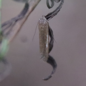 Gelechioidea (superfamily) at Hughes, ACT - 3 Apr 2022