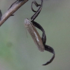 Gelechioidea (superfamily) at Hughes, ACT - 3 Apr 2022 05:31 PM