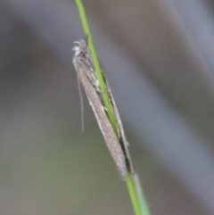 Gelechioidea (superfamily) at Hughes, ACT - 3 Apr 2022 05:31 PM