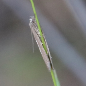 Gelechioidea (superfamily) at Hughes, ACT - 3 Apr 2022