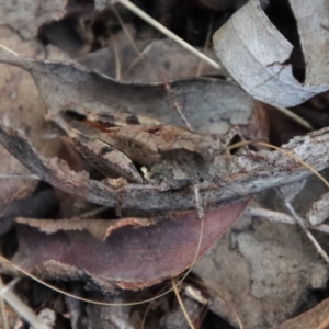 Phaulacridium vittatum at Hughes, ACT - 3 Apr 2022 05:24 PM