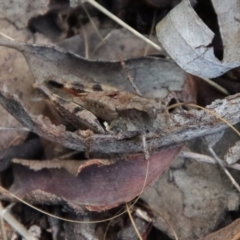 Phaulacridium vittatum (Wingless Grasshopper) at Hughes Grassy Woodland - 3 Apr 2022 by LisaH