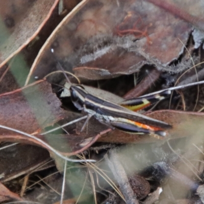 Macrotona australis (Common Macrotona Grasshopper) at Hughes Grassy Woodland - 3 Apr 2022 by LisaH